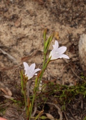 Prismatocarpus campanuloides