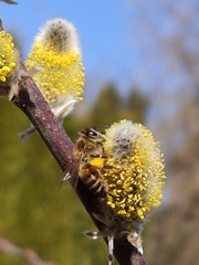 Apis mellifera