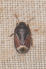 Ochetostethus