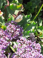 Pieris cheiranthi