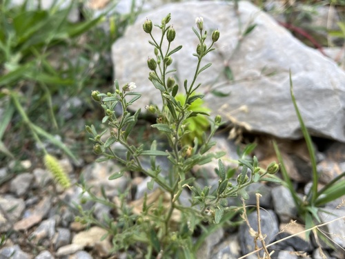 papyštek menší (Chaenorhinum minus)