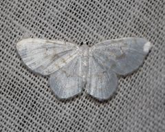 Hydrelia albifera