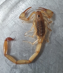 Centruroides tecomanus