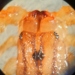 Centruroides tecomanus