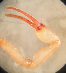 Centruroides tecomanus