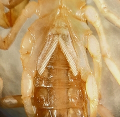 Centruroides tecomanus