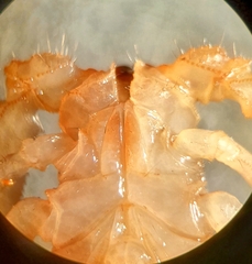 Centruroides tecomanus