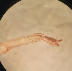 Centruroides tecomanus