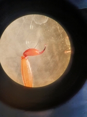 Centruroides tecomanus