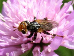 Myopa variegata