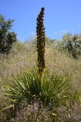 Aciphylla aurea
