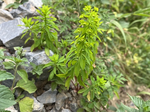 mliečnik tuhý (Euphorbia stricta)
