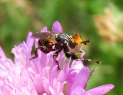 Myopa variegata