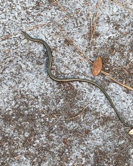 Ophisaurus ventralis