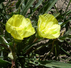Oenothera flava