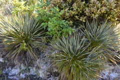Aciphylla aurea