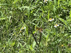 Perithemis tenera