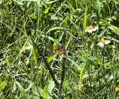 Perithemis tenera