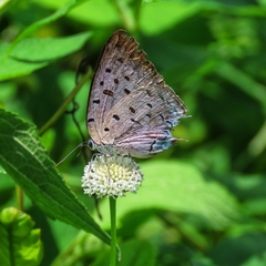 Pseudolycaena