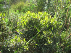 Cyclopia sessiliflora