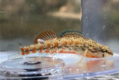 Etheostoma burri