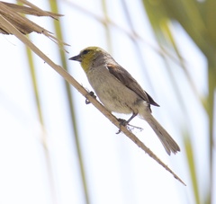 Auriparus flaviceps