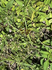 Perithemis tenera