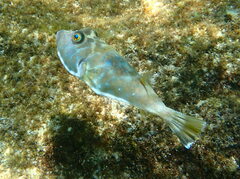 Sphoeroides lobatus