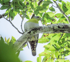 Treron phoenicopterus