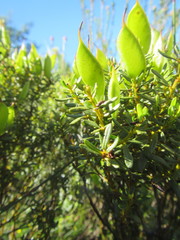 Cyclopia sessiliflora