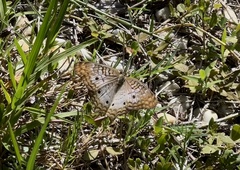 Anartia jatrophae