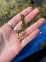 Elodea nuttallii