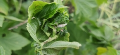 Insecta