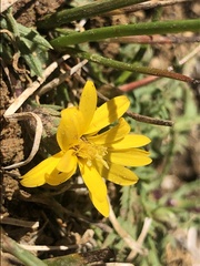 Pyrrocoma apargioides