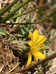 Pyrrocoma apargioides