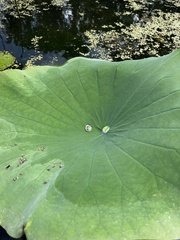 Nelumbo lutea
