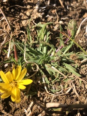 Pyrrocoma apargioides