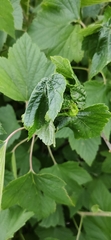 Insecta