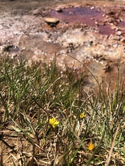 Pyrrocoma apargioides