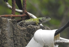 Sceloporus esperanzae