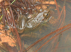 Lithobates lenca