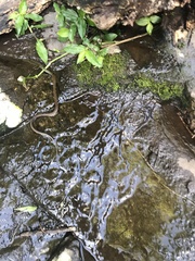 Erythrolamprus macrosomus