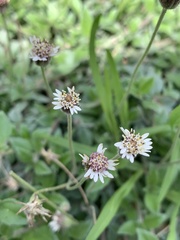 Tridax mexicana