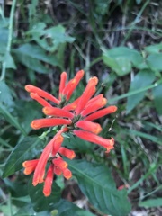 Aphelandra longiflora
