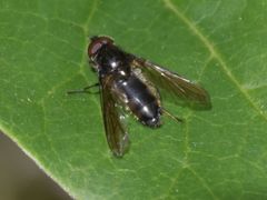 Cheilosia variabilis