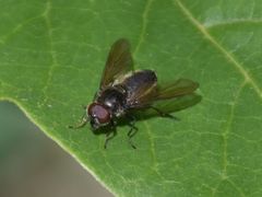 Cheilosia variabilis