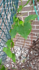 Clematis viticella
