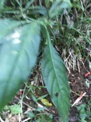 Aphelandra longiflora