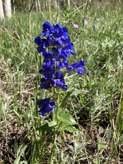 Penstemon glaber