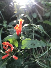Aphelandra longiflora